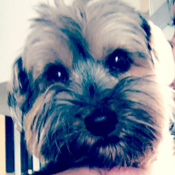 🐝Posh Ambassador!!! Dulce Instagram: @dulcebee_🐝 - Picture 1 of 2